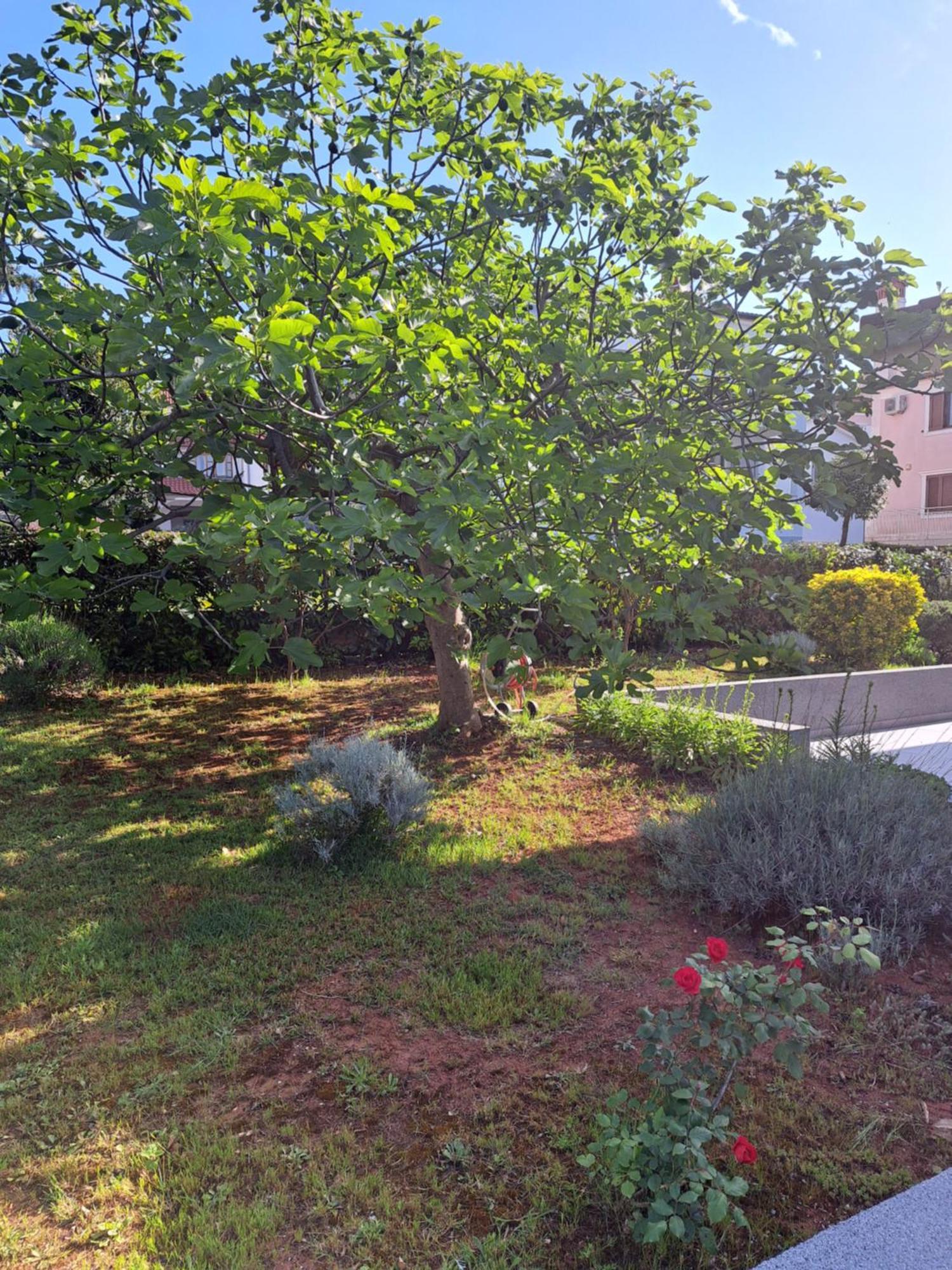 Apartment Elinor 2 Rovinj Luaran gambar